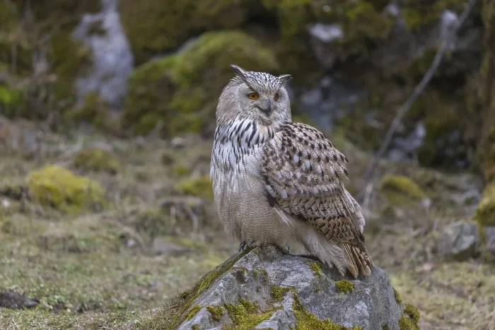 Framed Print : One Siberian Eagle Owl (Bubo bubo sibiricus) sitting on a mossy rock with rocks and grass in the background