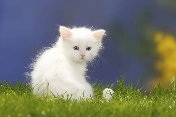 Framed Print : Siberian Forest Cat, kitten, 7 weeks, white