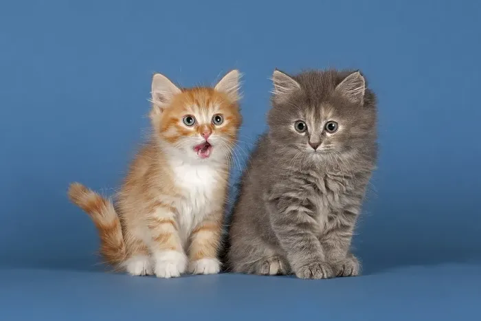 Framed Print : Two Siberian forest kittens, 7 weeks