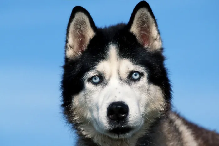 Framed Print : Siberian husky Framed Print : Siberian husky