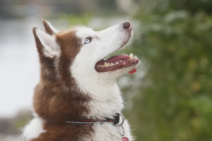 Framed Print : Siberian Husky (Canis lupus familaris)