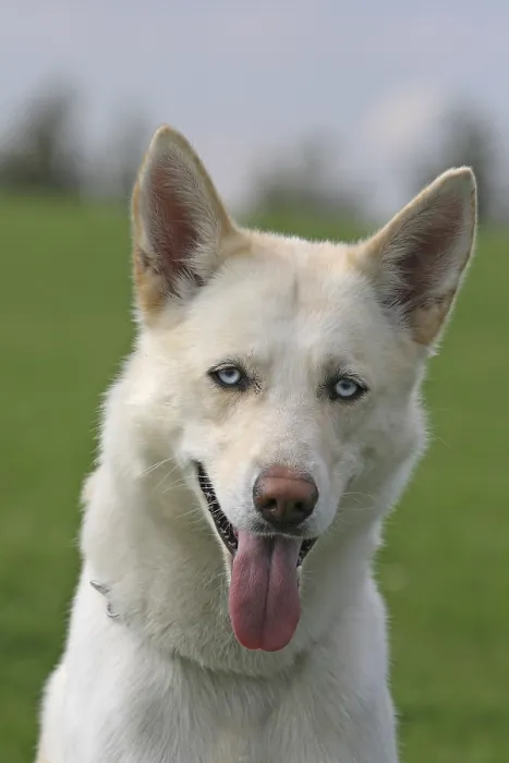 Framed Print : Siberian Husky, portrait