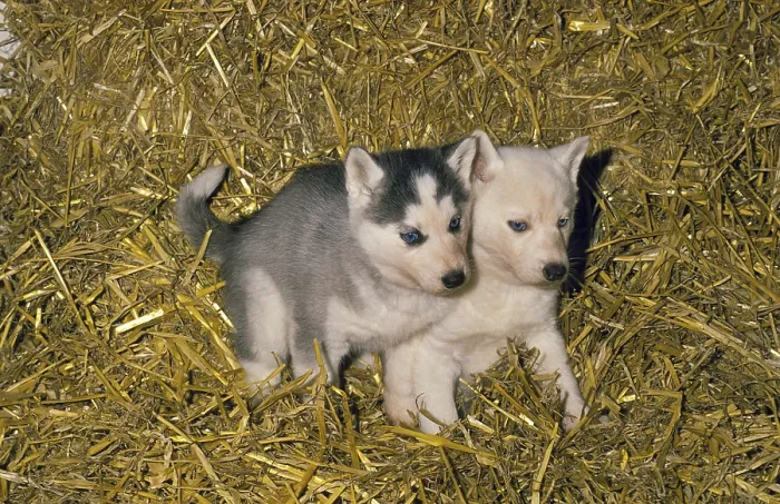 Framed Print : Siberian Husky, Pup laying on Straw