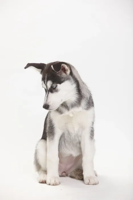 Framed Print : Siberian Husky, puppy, 11 weeks Framed Print : Siberian Husky, puppy, 11 weeks