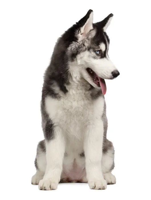 Framed Print : Siberian Husky Puppy isolated on White background Framed Print : Siberian Husky Puppy isolated on White background