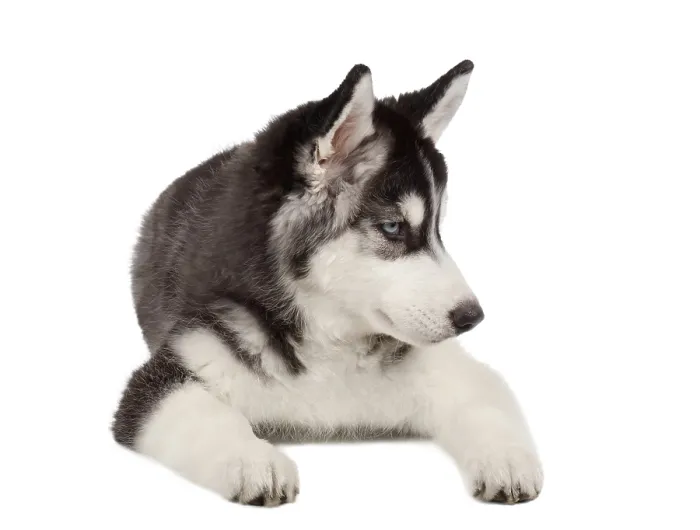 Framed Print : Siberian Husky Puppy isolated on White background