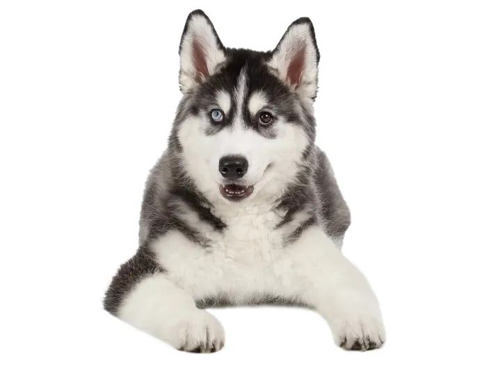 Framed Print : Siberian Husky Puppy isolated on White background Framed Print : Siberian Husky Puppy isolated on White background