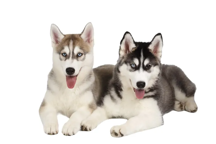 Framed Print : Two Siberian Husky Puppy isolated on White background