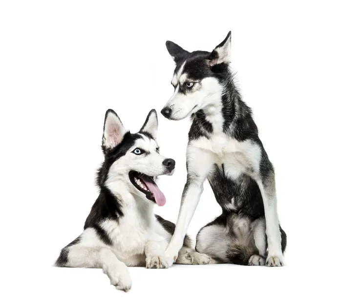 Framed Print : Siberian Husky sitting in front of white background