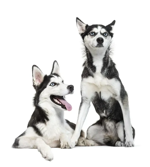 Framed Print : Siberian Husky sitting in front of white background