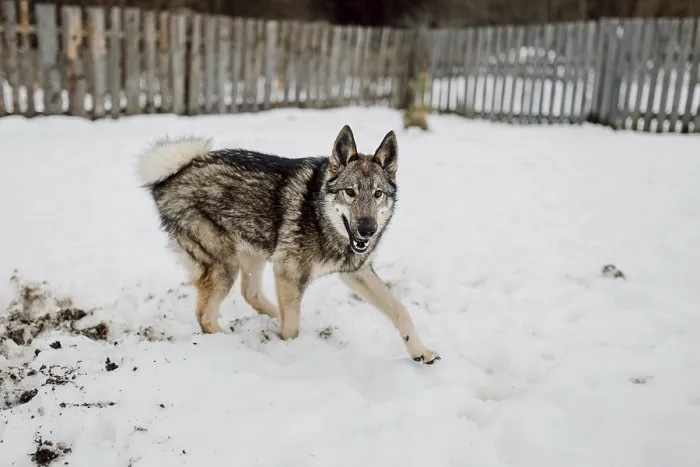 Framed Print : Siberian husky on a walk on a winter day in an animal shelter Framed Print : Siberian husky on a walk on a winter day in an animal shelter