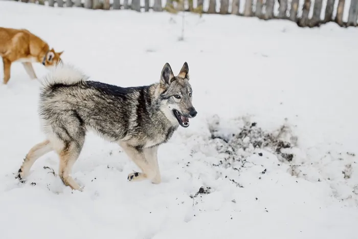 Framed Print : Siberian husky on a walk on a winter day in an animal shelter