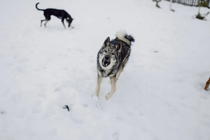 Framed Print : Siberian husky on a walk on a winter day in an animal shelter Framed Print : Siberian husky on a walk on a winter day in an animal shelter