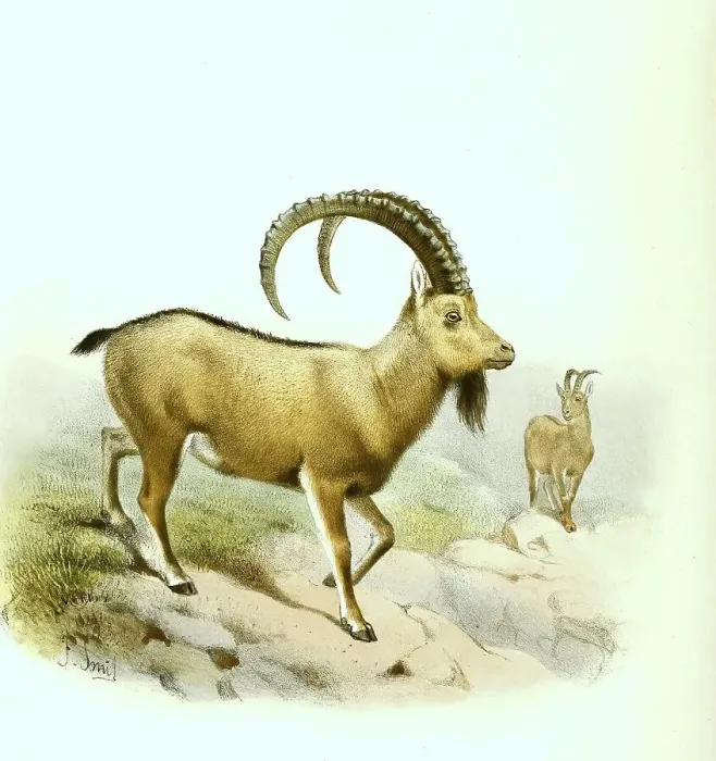 Framed Print : Siberian ibex (Capra sibirica) or Asiatic ibex