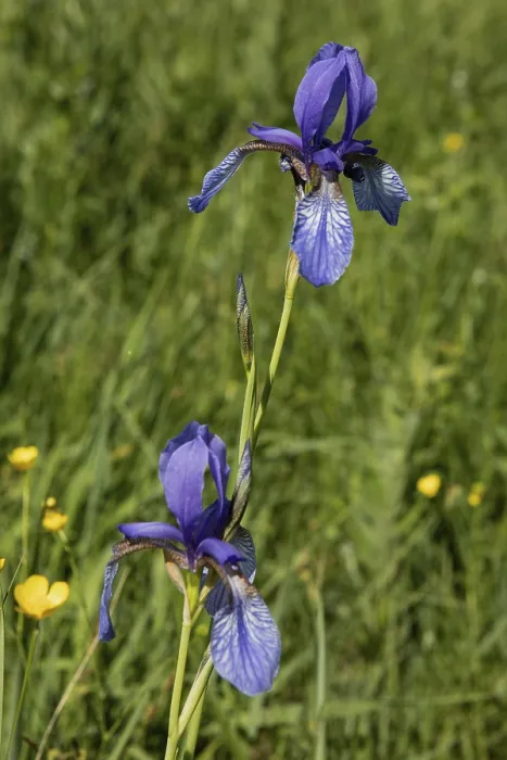 Framed Print : Siberian iris two inflorescences with open blue flowers next to each other in a green meadow