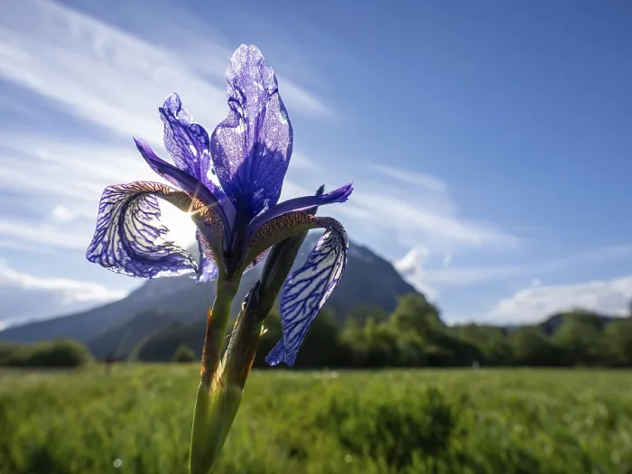 Framed Print : Siberian iris (Iris sibirica), behind the Grimming Framed Print : Siberian iris (Iris sibirica), behind the Grimming