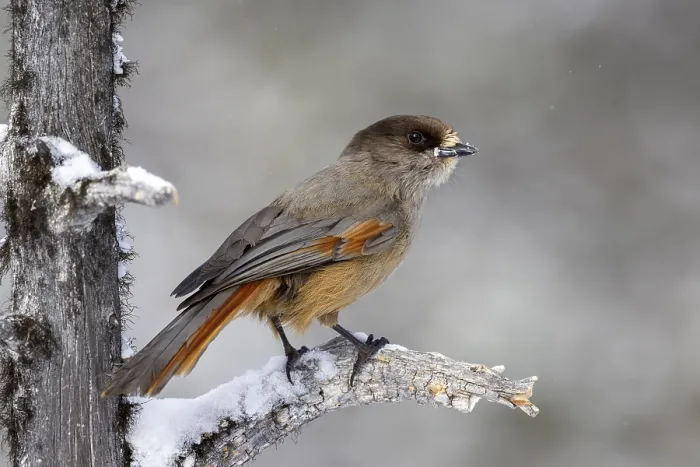 Framed Print : Siberian jay (Perisoreus infaustus) Framed Print : Siberian jay (Perisoreus infaustus)