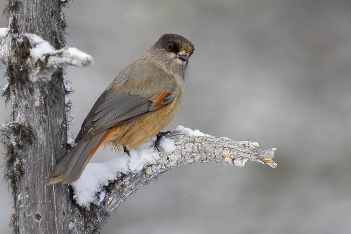 Framed Print : Siberian jay (Perisoreus infaustus)