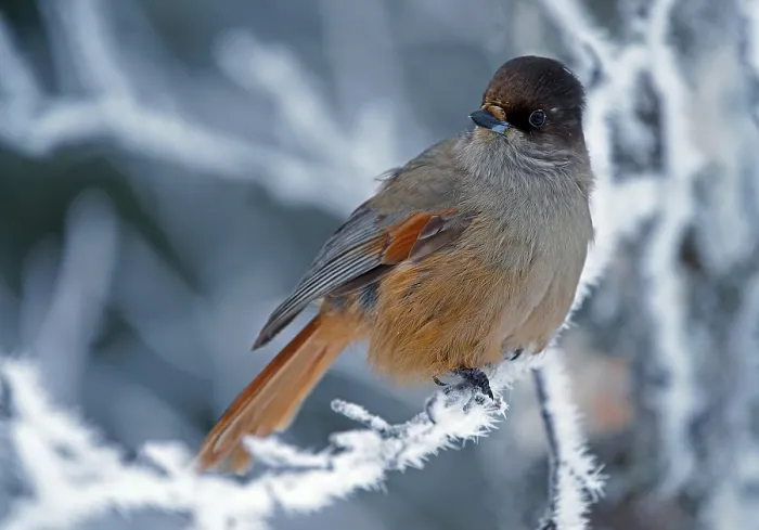 Framed Print : Siberian Jay (Perisoreus infaustus)