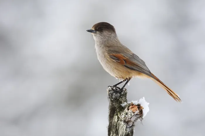 Framed Print : Siberian jay (Perisoreus infaustus) Sweden Framed Print : Siberian jay (Perisoreus infaustus) Sweden
