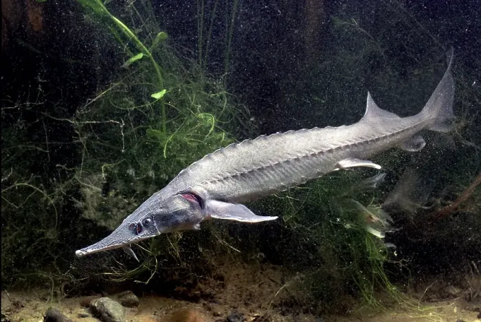 Framed Print : Siberian Sturgeon (Acipenser baerii)