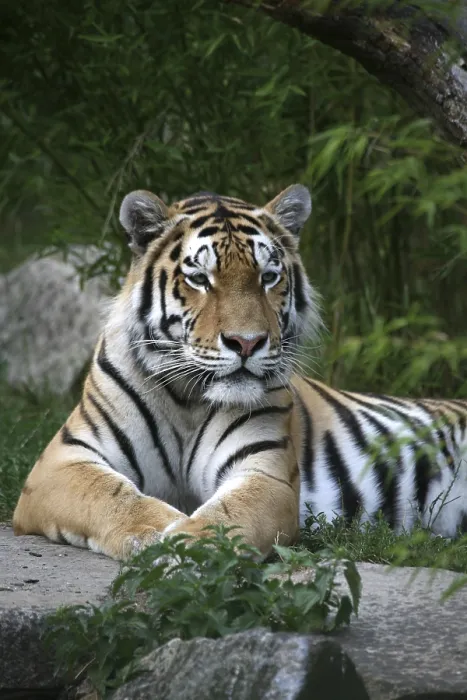 Framed Print : Siberian tiger