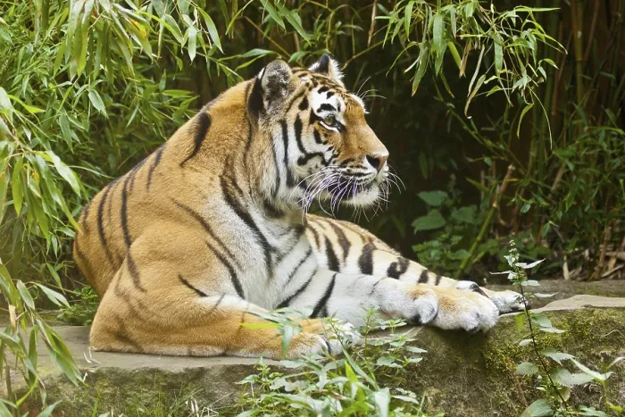 Framed Print : Siberian tiger (anthera tigris altaica)