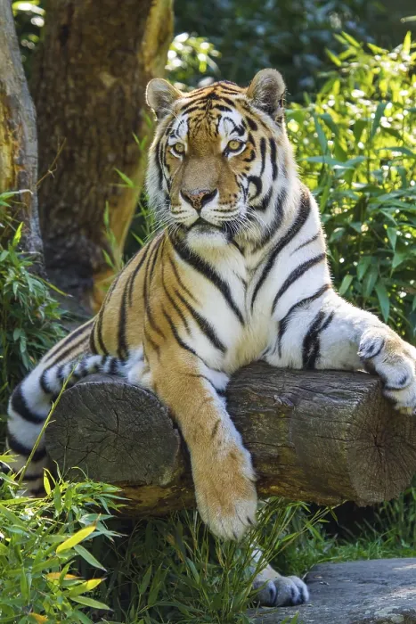 Framed Print : Siberian tiger (anthera tigris altaica)