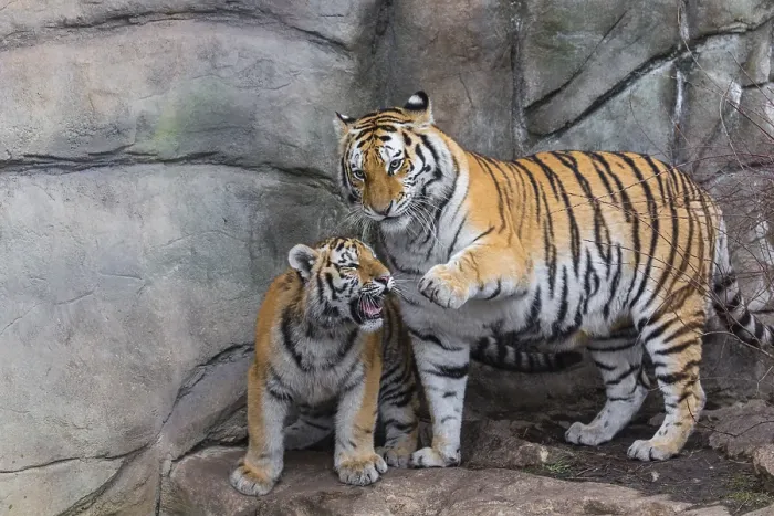 Framed Print : Siberian Tiger Mother with one cub Framed Print : Siberian Tiger Mother with one cub
