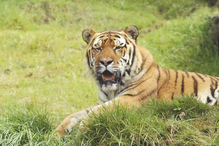 Framed Print : Siberian tiger panthera tigris