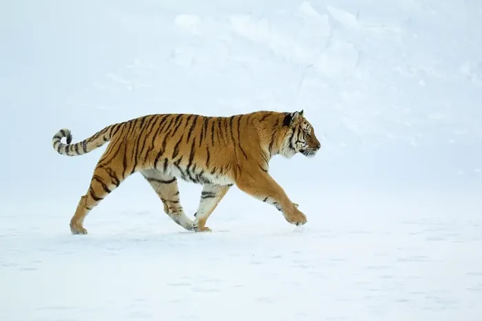 Framed Print : Siberian tiger (Panthera tigris altaica)