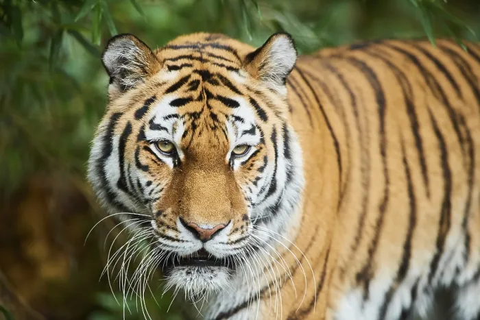 Framed Print : Siberian tiger (Panthera tigris altaica)
