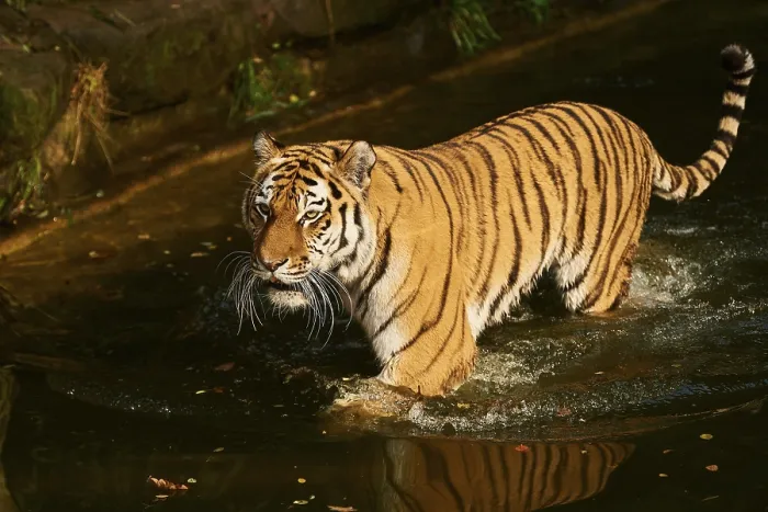 Framed Print : Siberian tiger (Panthera tigris altaica)