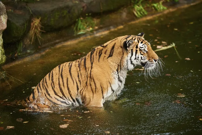 Framed Print : Siberian tiger (Panthera tigris altaica) Framed Print : Siberian tiger (Panthera tigris altaica)
