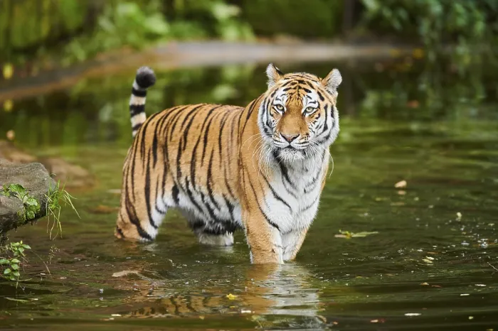 Framed Print : Siberian tiger (Panthera tigris altaica) Framed Print : Siberian tiger (Panthera tigris altaica)