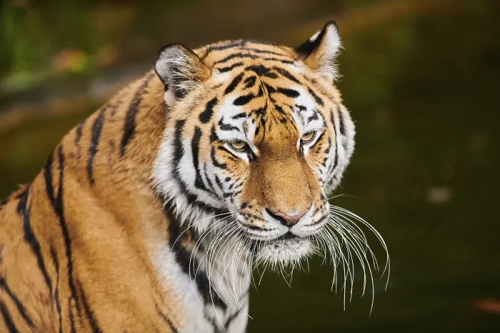 Framed Print : Siberian tiger (Panthera tigris altaica)