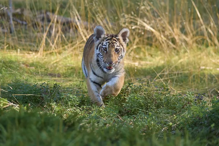 Framed Print : Siberian tiger (Panthera tigris altaica)