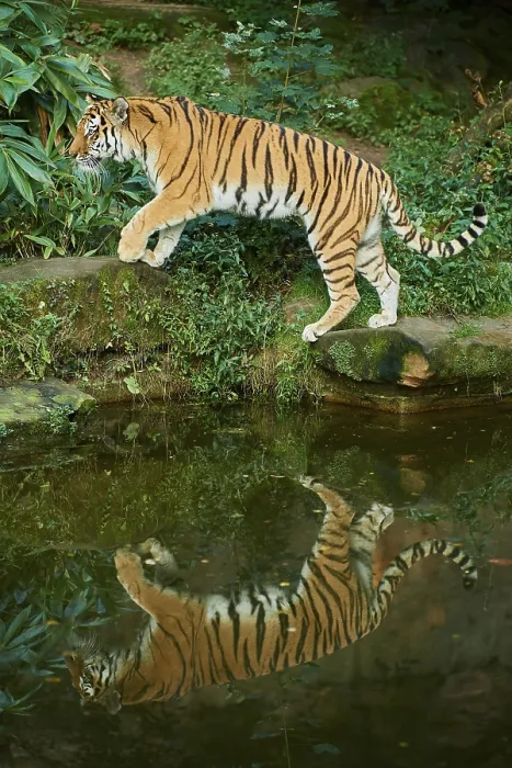 Framed Print : Siberian tiger (Panthera tigris altaica)