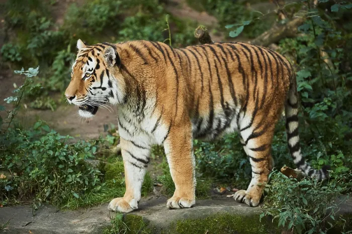 Framed Print : Siberian tiger (Panthera tigris altaica)