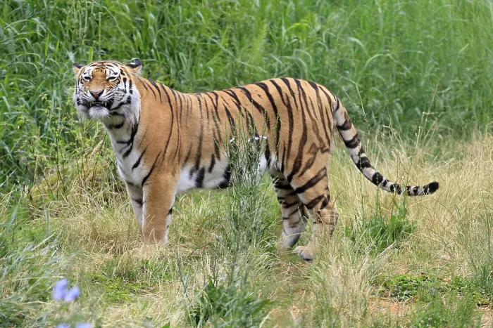 Framed Print : Siberian tiger (Panthera tigris altaica)