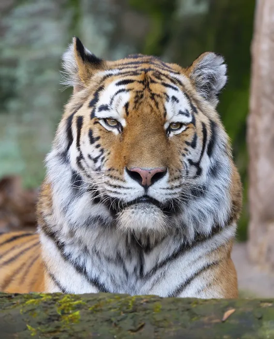 Framed Print : Siberian tiger (Panthera tigris altaica)