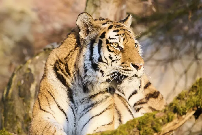 Framed Print : Siberian tiger (Panthera tigris altaica)