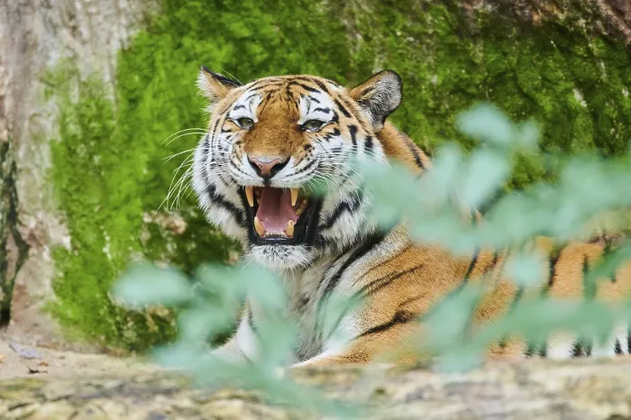 Framed Print : Siberian tiger (Panthera tigris altaica)