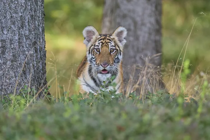 Framed Print : Siberian tiger (Panthera tigris altaica)