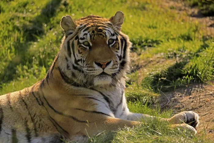 Framed Print : Siberian tiger (Panthera tigris altaica)