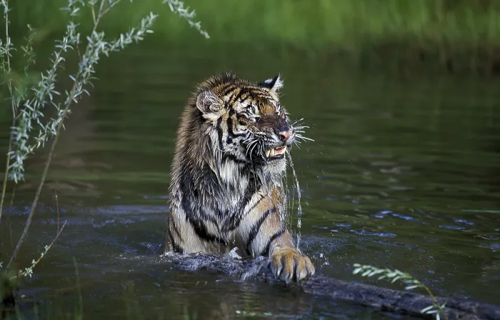 Framed Print : SIBERIAN TIGER (panthera tigris altaica)