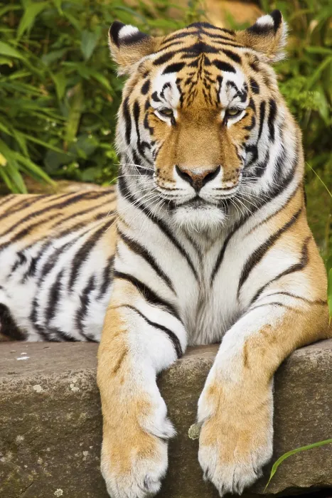 Framed Print : Siberian tiger (Panthera tigris altaica)