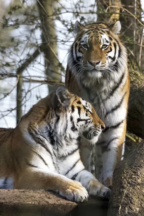 Framed Print : Siberian Tiger (Panthera tigris altaica)