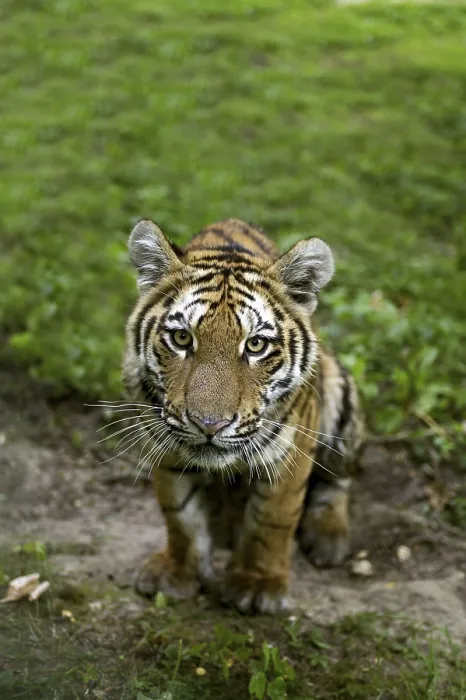 Framed Print : Siberian tiger (Panthera tigris altaica) Framed Print : Siberian tiger (Panthera tigris altaica)