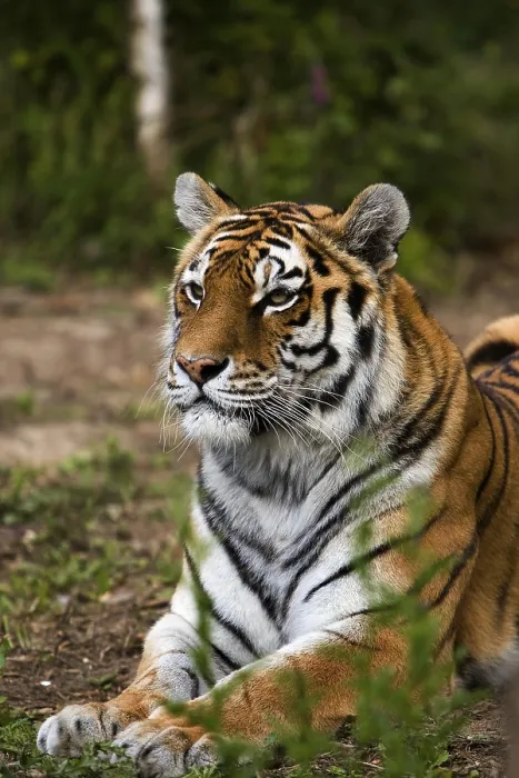 Framed Print : Siberian Tiger (panthera tigris altaica)